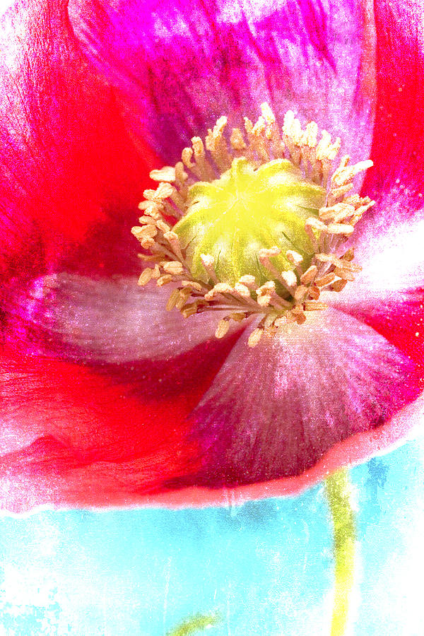 Red Poppy on Blue Photograph by Carol Leigh