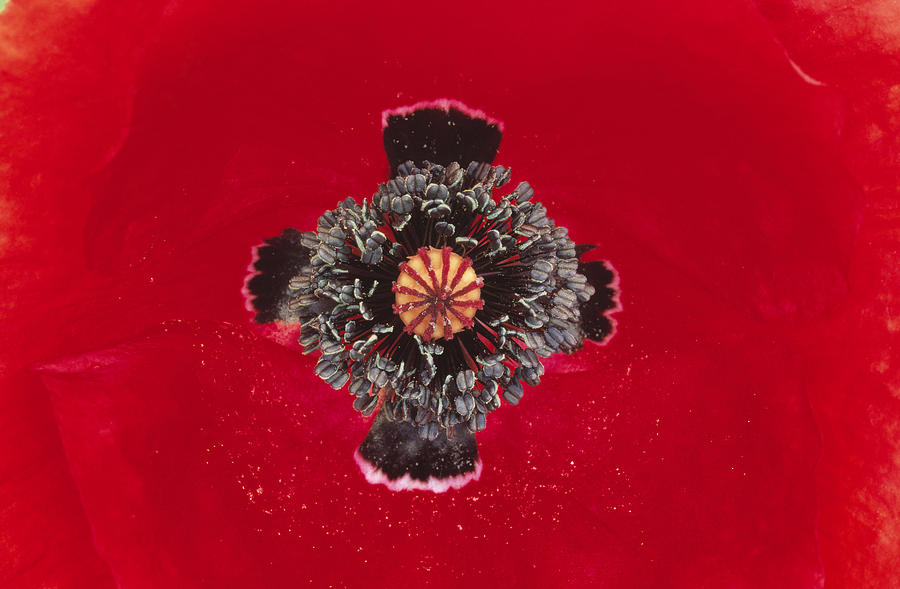 Red Poppy Papaver Rhoeas Close Photograph by Duncan Usher