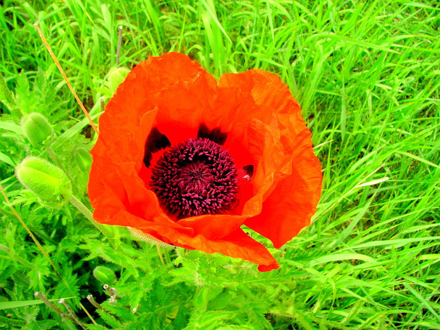 Flowers Still Life Photograph - Red Poppy Purple Inside by Amy Bradley