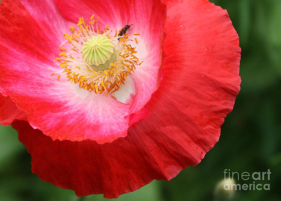 Red Poppy with Ant Photograph by Carol Groenen
