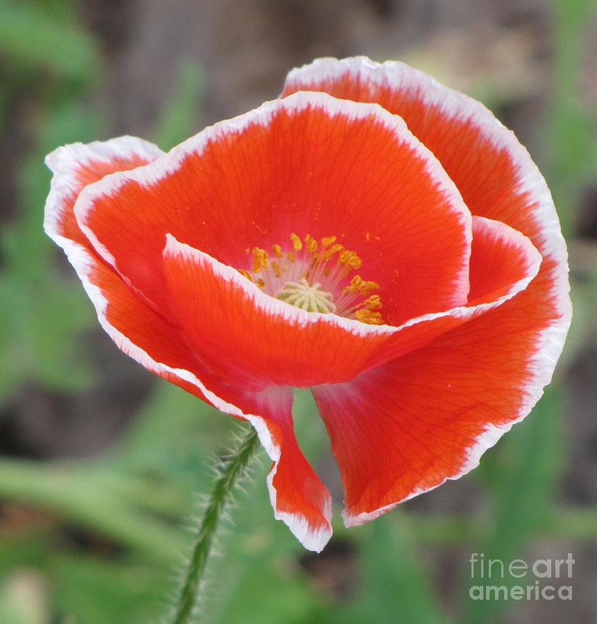 Red poppy with white rim Photograph by Michele Penner