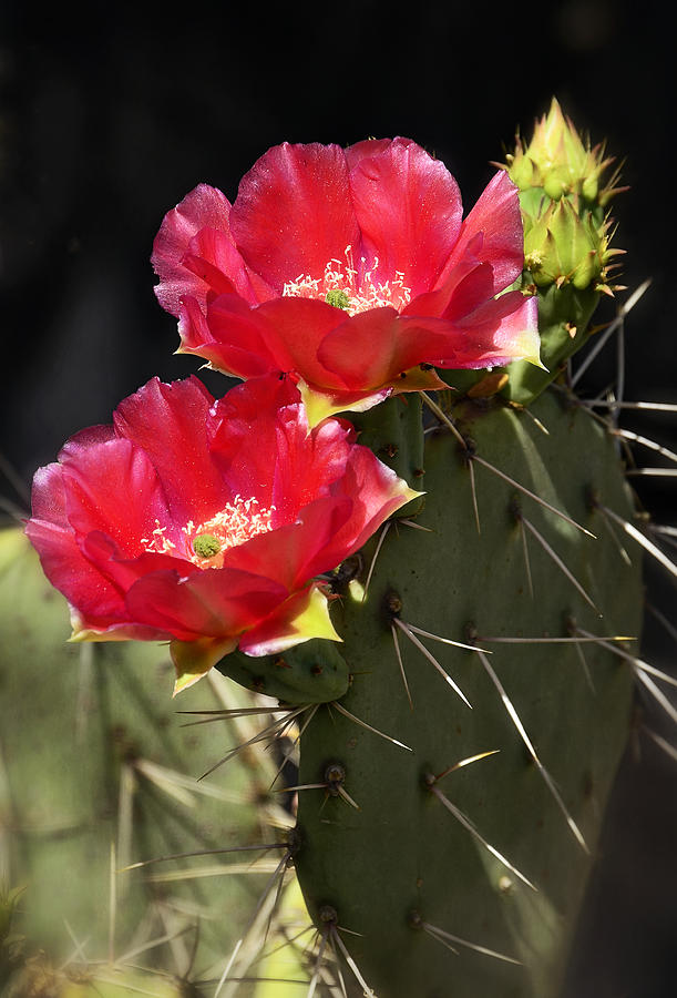 14+ Cactus With Red Flower
