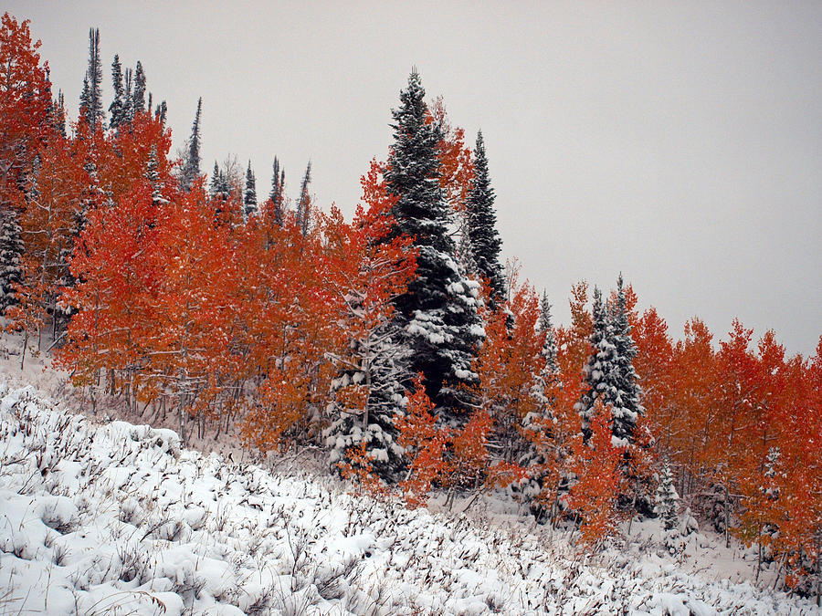 Red Quakies In Snow Photograph by DeeLon Merritt