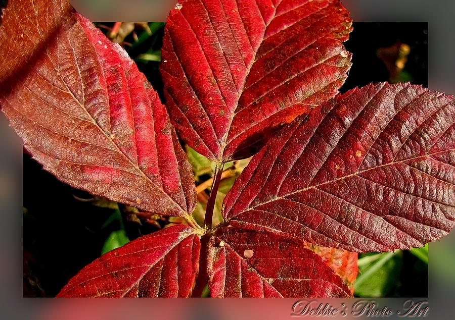 Fall Photograph - Red Quintete by Debbie Portwood