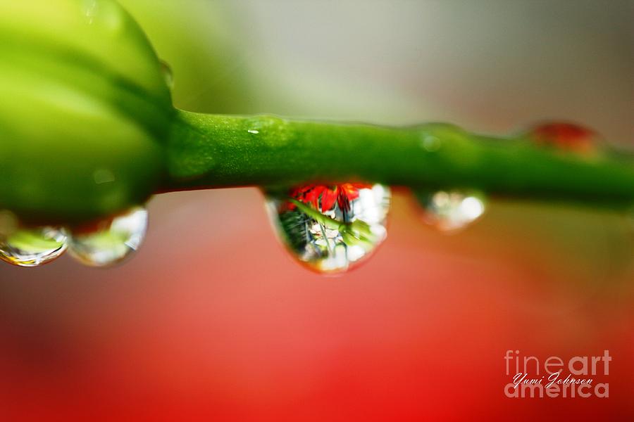 Red Raindrops Photograph by Yumi Johnson