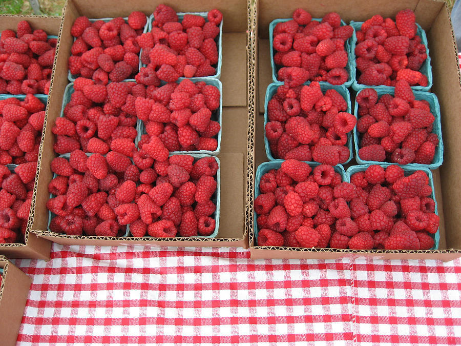 Red Raspberries Are Here Photograph by Kym Backland