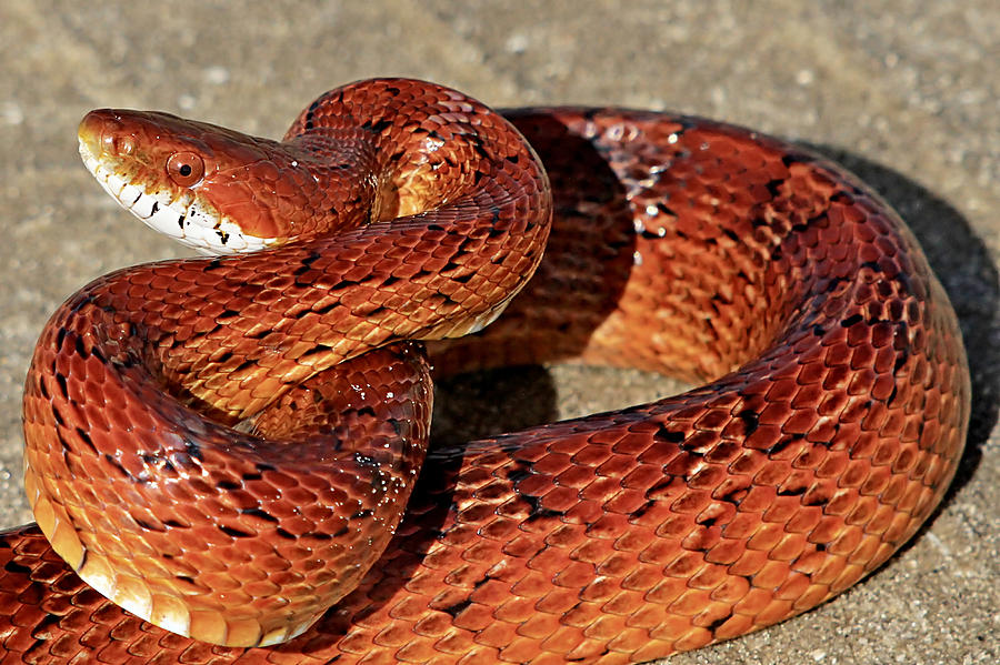 Red Rat Snake Photograph by Ira Runyan