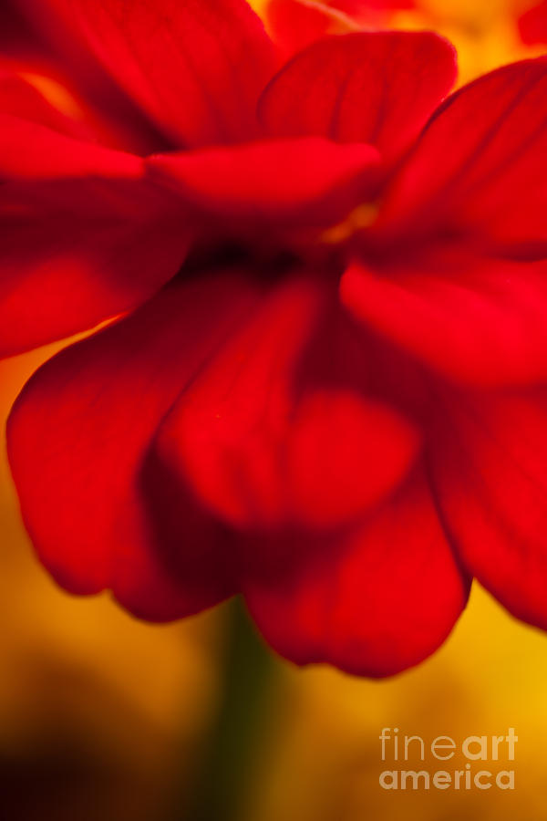 Nature Photograph - Red Red Divine by Sue OConnor