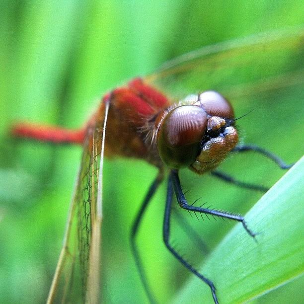 Macro Photograph - Red Red Dragon by Gary Stasiuk