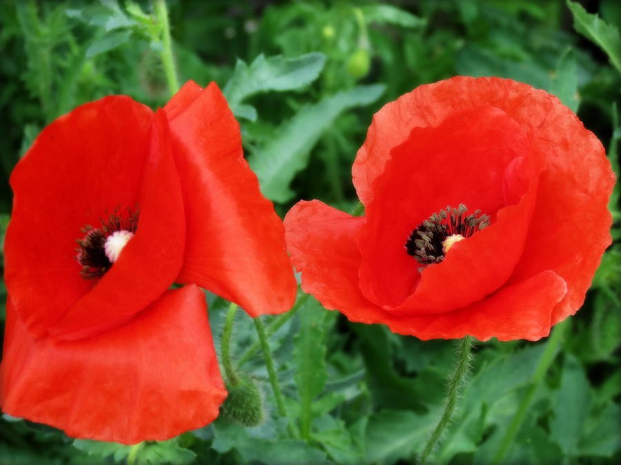 Red Red Poppies Photograph by Kay Novy