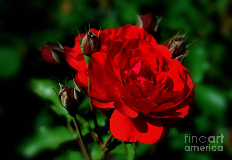 Red Red Rose  Photograph by Elaine Manley