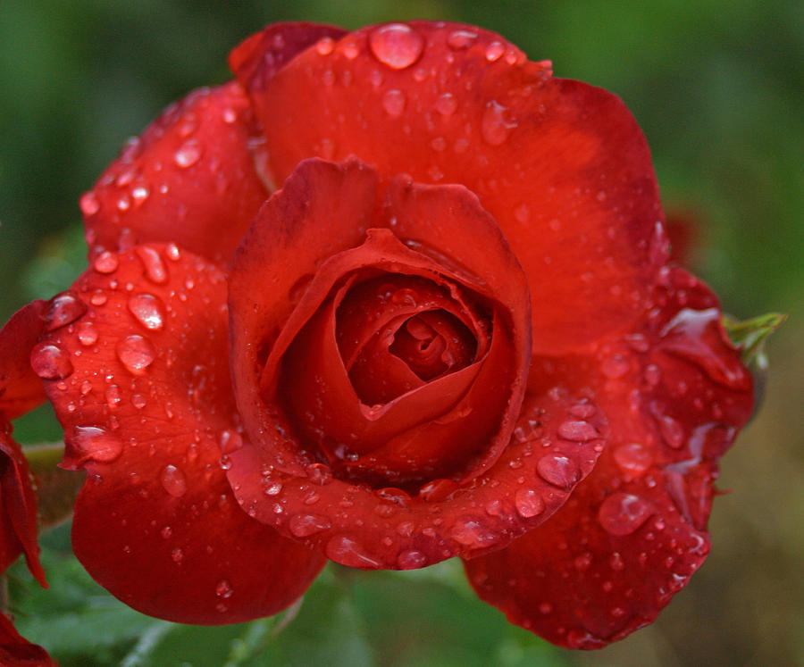 Red red rose Photograph by Jim Bunstock