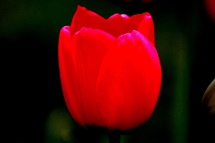Red Red Tulip Photograph by Kay Novy