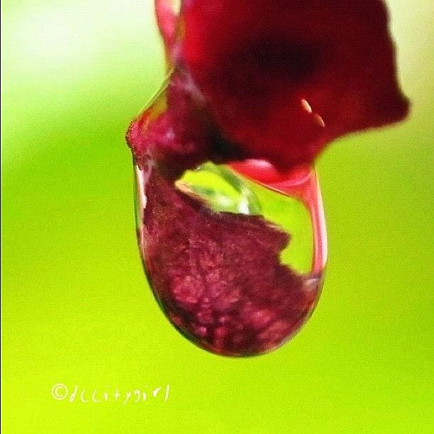 Nature Photograph - Red, Red Wine by Dccitygirl WDC