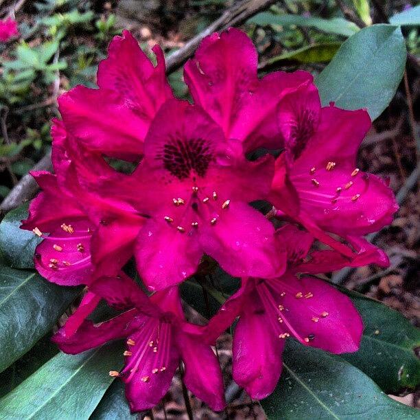 Flowers Still Life Photograph - Red Rhodie... First Of The Season! by Carla From Central Va  Usa