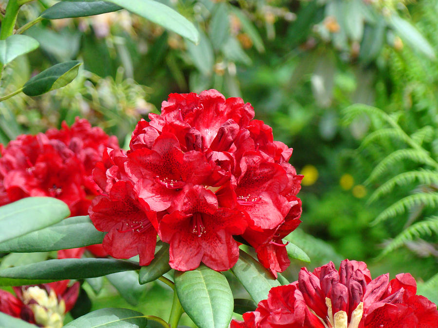 Red Rhododendron Floral Art Prints Rhodies Photograph by Baslee Troutman