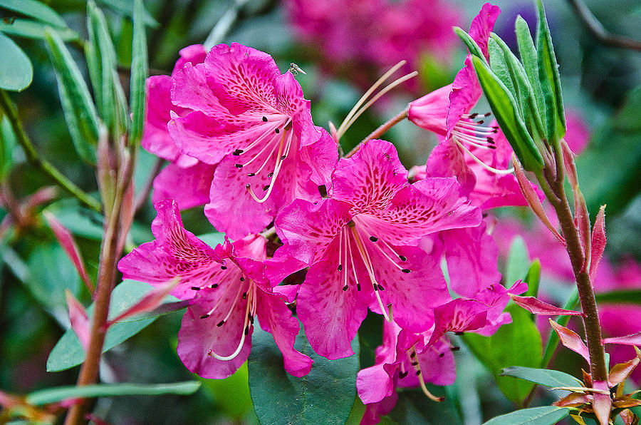 Red Rhododendron Photograph by Paul Mashburn