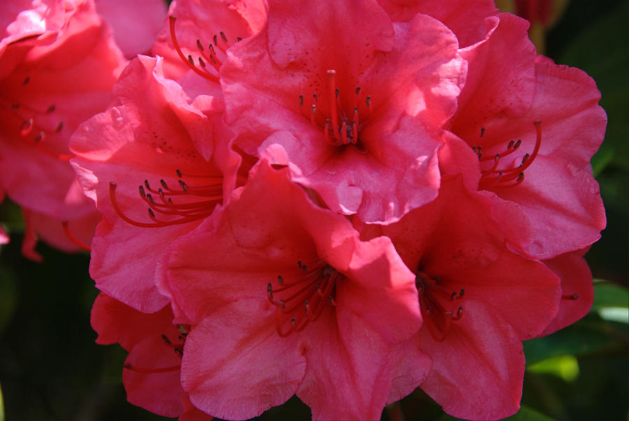 Red Rhody Photograph by Michael Merry