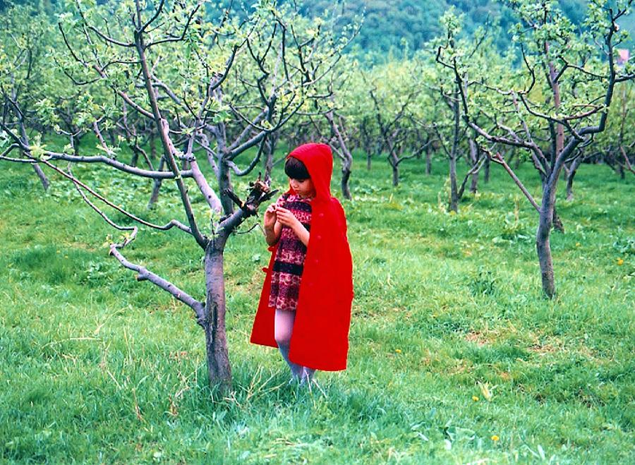Nature Photograph - Red Riding Hood by ITI Ion Vincent Danu