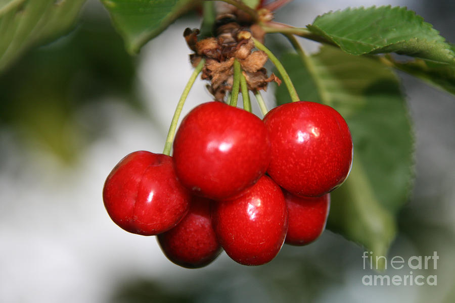 Red Ripe Cherries Photograph by Joan McArthur