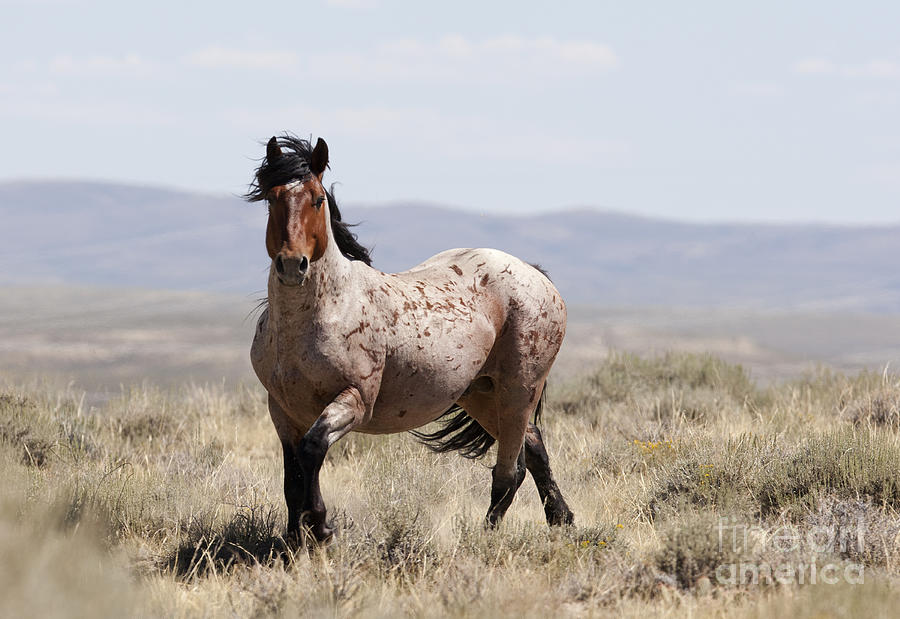 Red Roan Stallion Photograph by Carol Walker