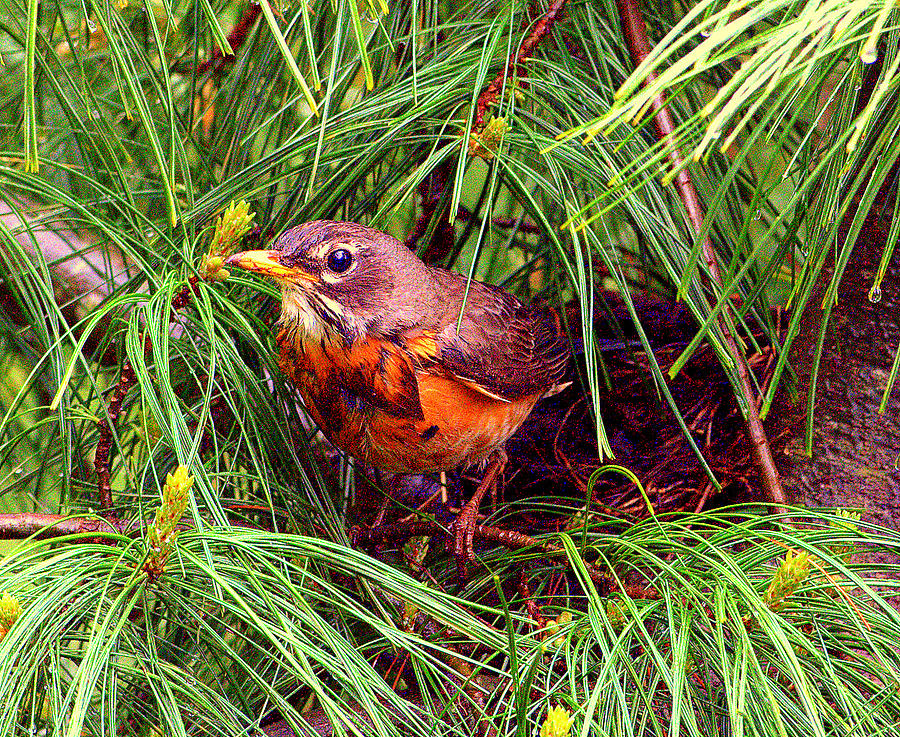 Red Robin Nesting Digital Art by Aron Chervin