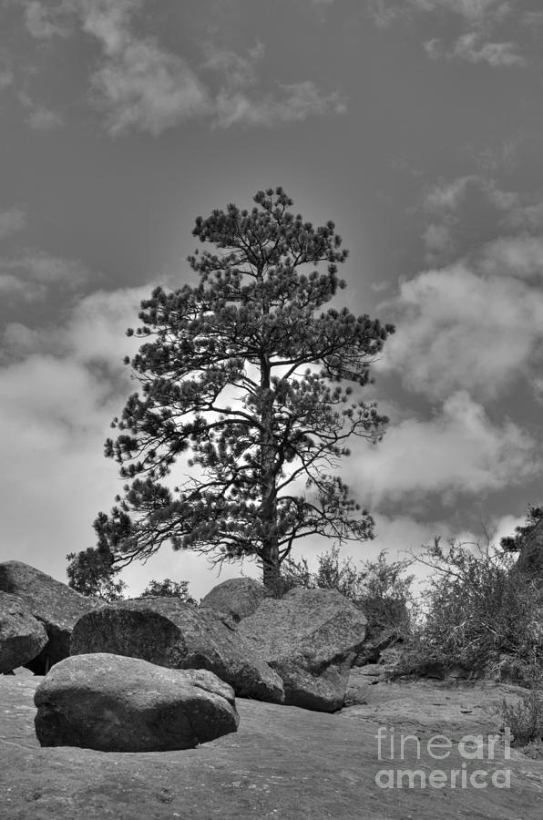 Red Rock Pine Photograph by David Bearden