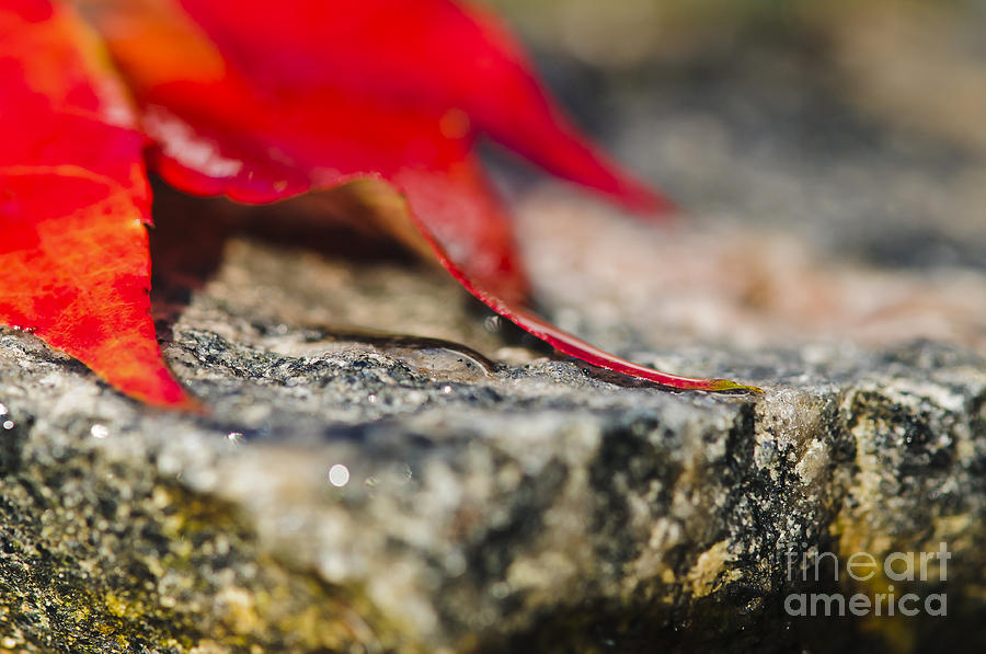 Fall Photograph - Red rocks... by Christine Kapler