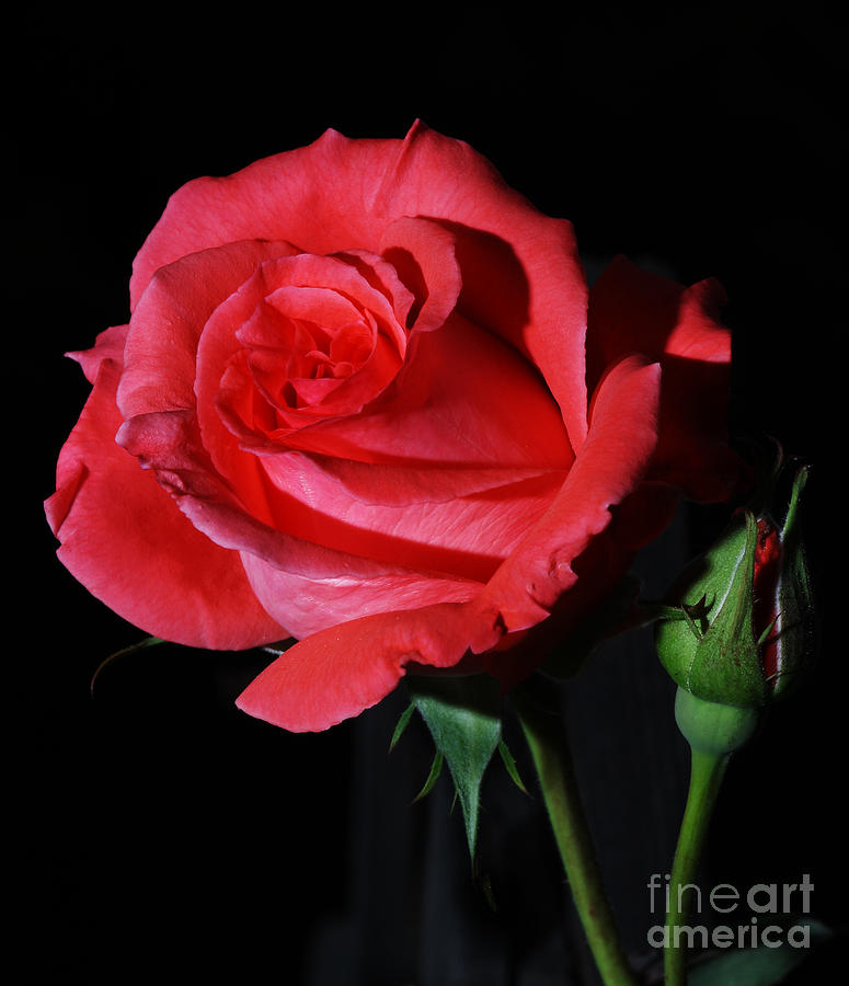 Rose Digital Art - Red Rose - America by Nicholas Burningham