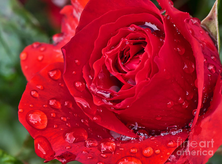 Red Rose After The Rain Photograph by Eddie Yerkish