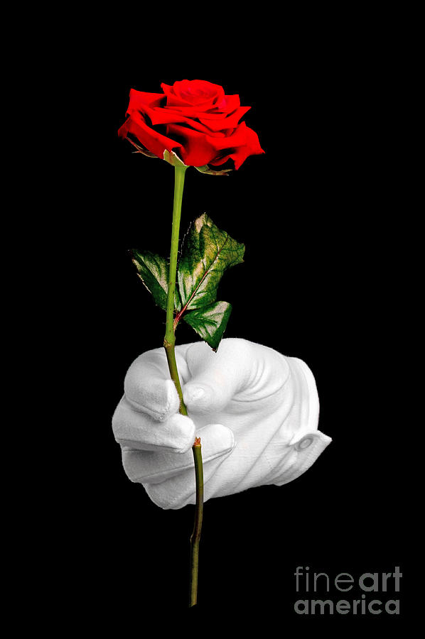 Flowers Still Life Photograph - Red rose and white glove by Richard Thomas
