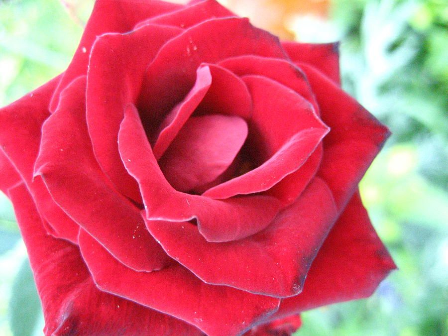 Red Rose by Ariadne Sandbeck