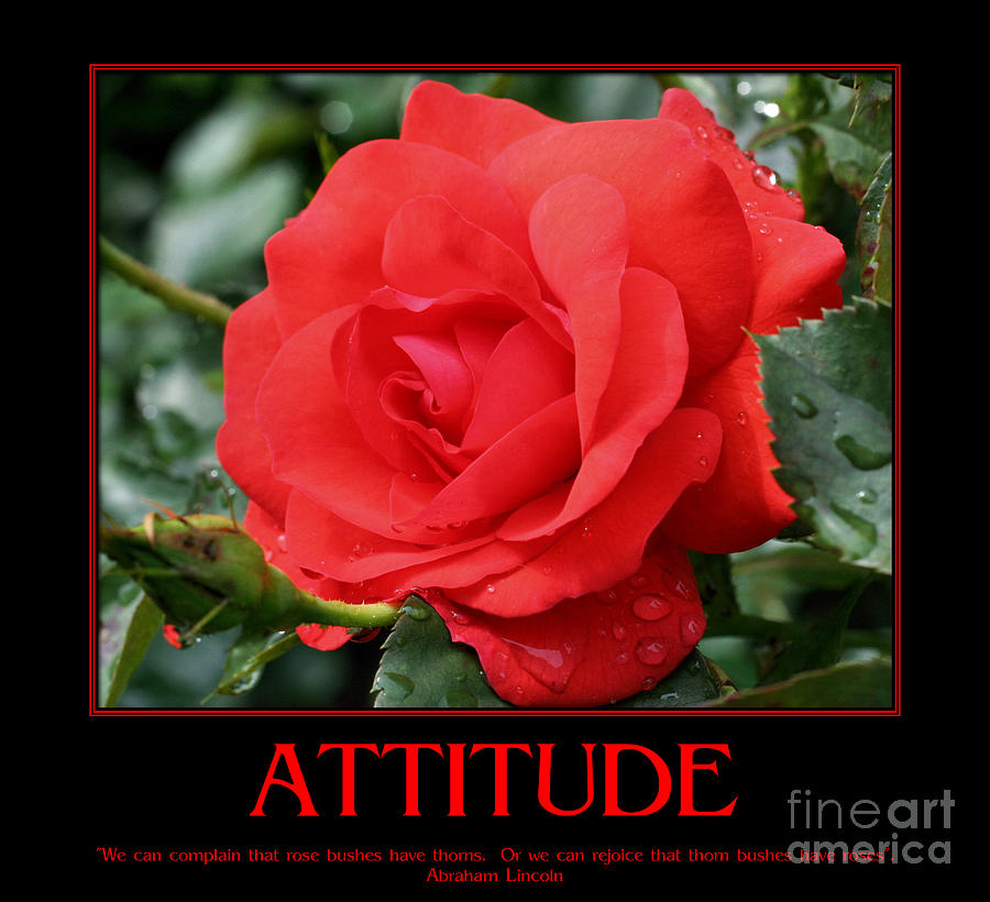 Red Rose Attitude Quote Photograph by Smilin Eyes Treasures