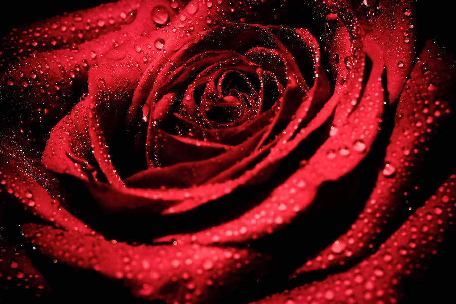 Red Rose Beauty Photograph by Keith Allen