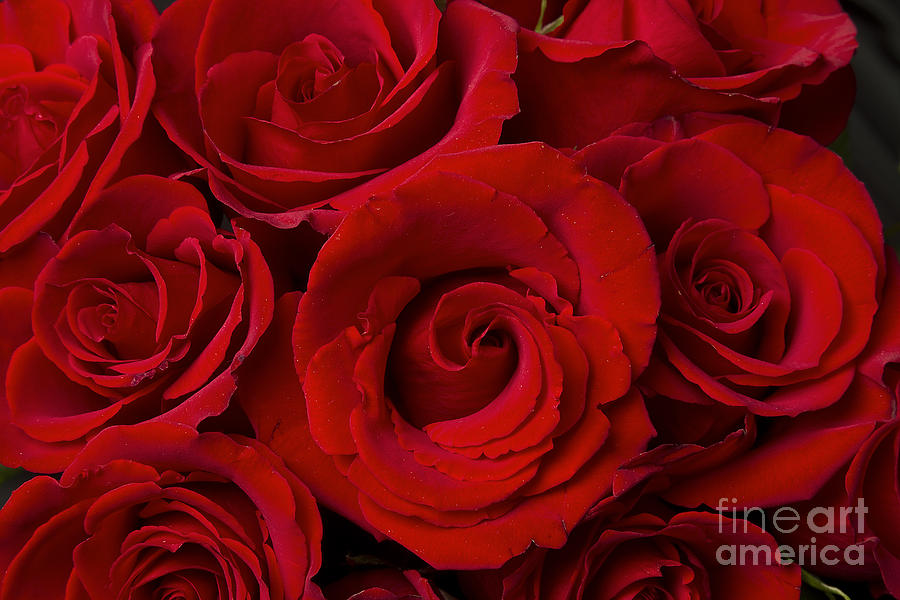 Flower Photograph - Red Rose Bouquet   by James BO Insogna
