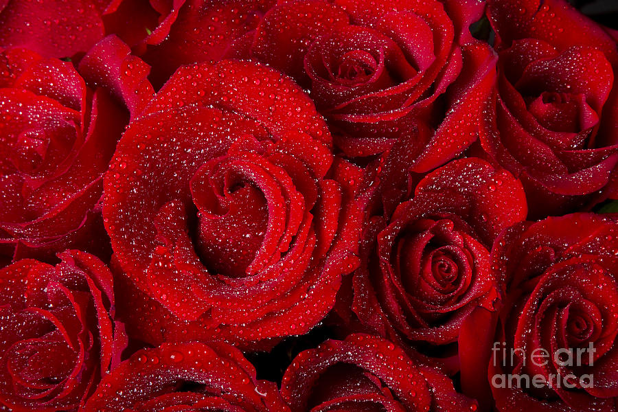 Red Rose Bouquet And Water Drops Photograph By James Bo Insogna