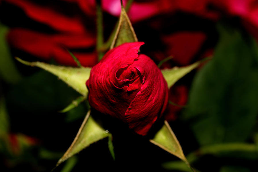 Red Rose Bud 2011 Photograph by Robert Morin