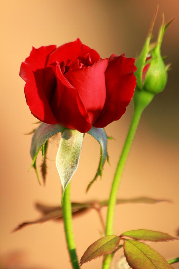 Nature Photograph - Red Rose Bud by Philip Neelamegam