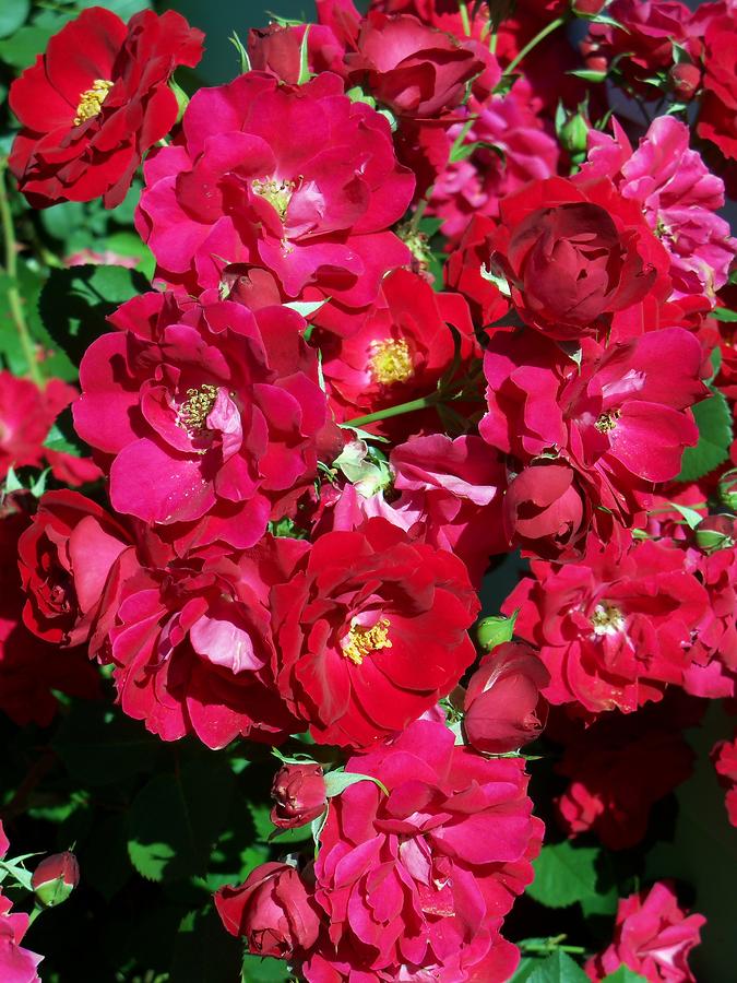 Red Rose Bush Photograph by Corinne Elizabeth Cowherd