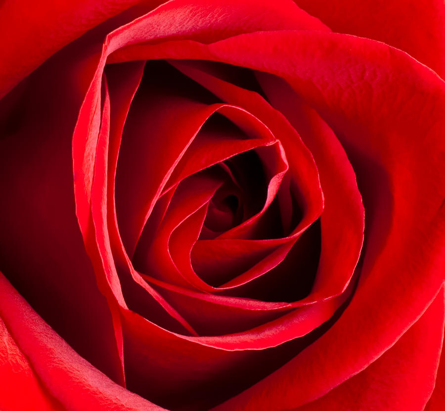 Nature Photograph - Red Rose Center by Joe Carini - Printscapes