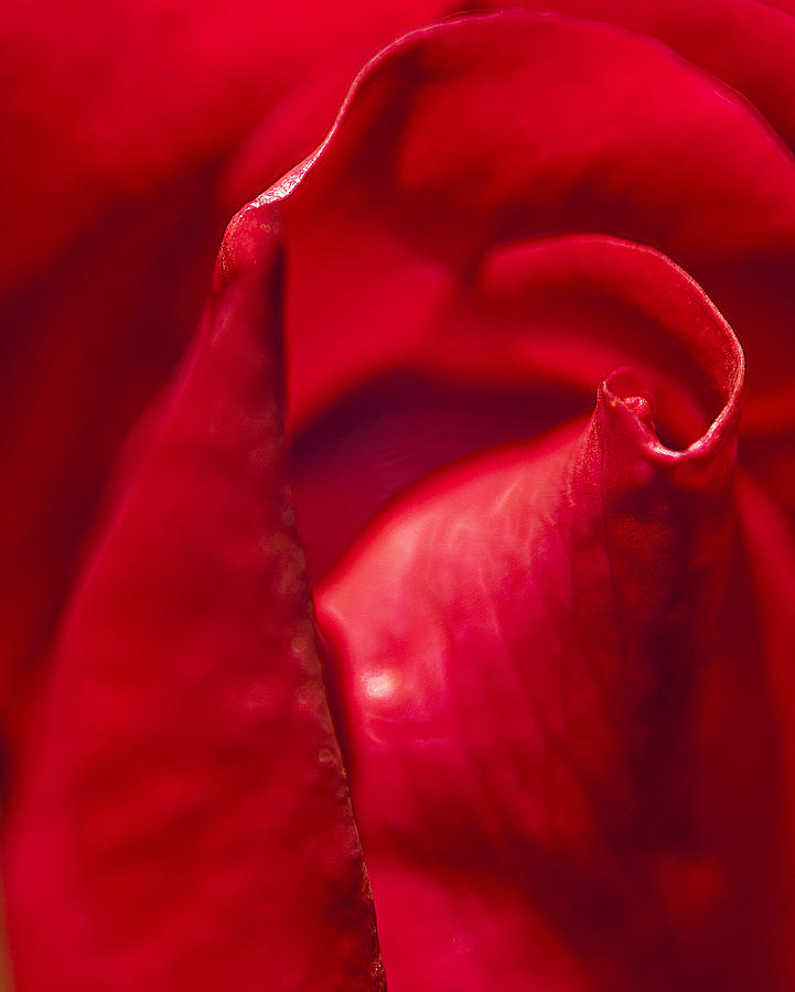 Red Rose Close Photograph by Rick Hartigan