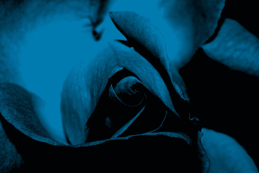Red Rose Close up 2011 in Blue Photograph by Robert Morin