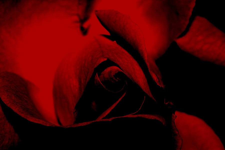 Red Rose Close up 2011 in Red Photograph by Robert Morin