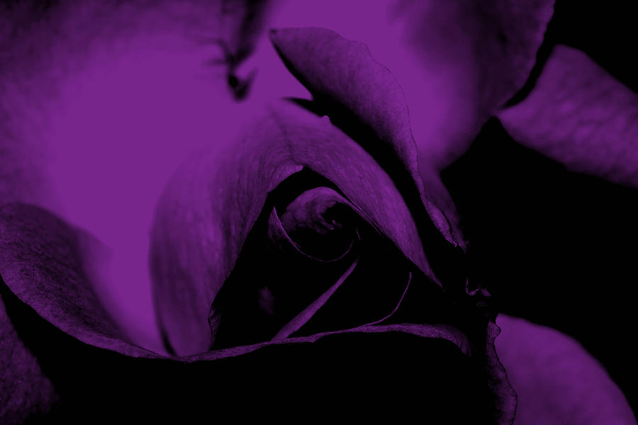Red Rose Close Up 2011 in Violet Photograph by Robert Morin