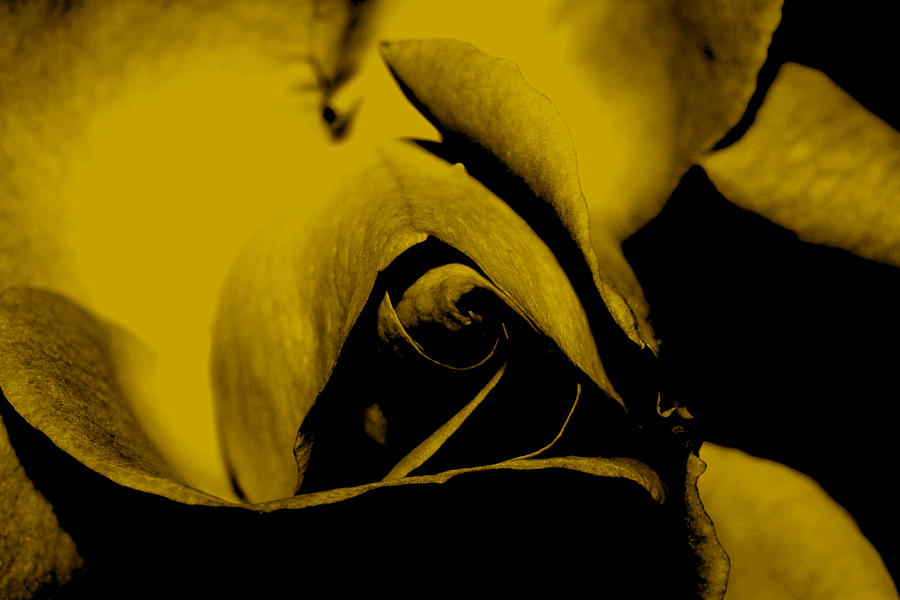 Red Rose Close up 2011 in Yellow Photograph by Robert Morin