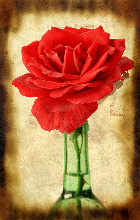 Abstract Photograph - Red Rose by Darren Fisher