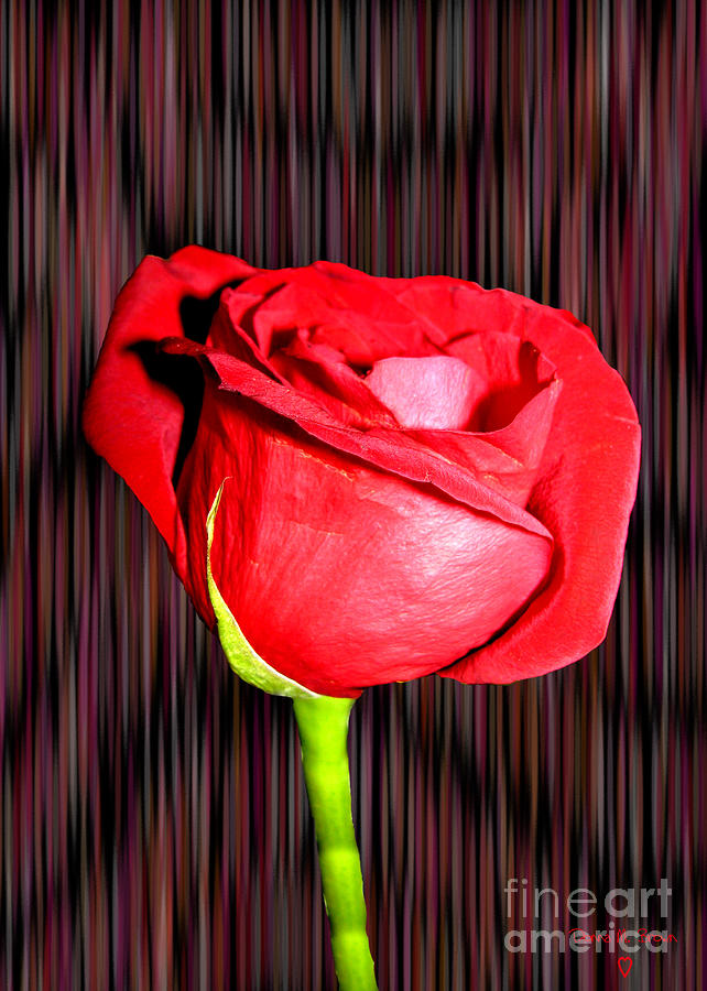 Red Rose Photograph by Donna Brown