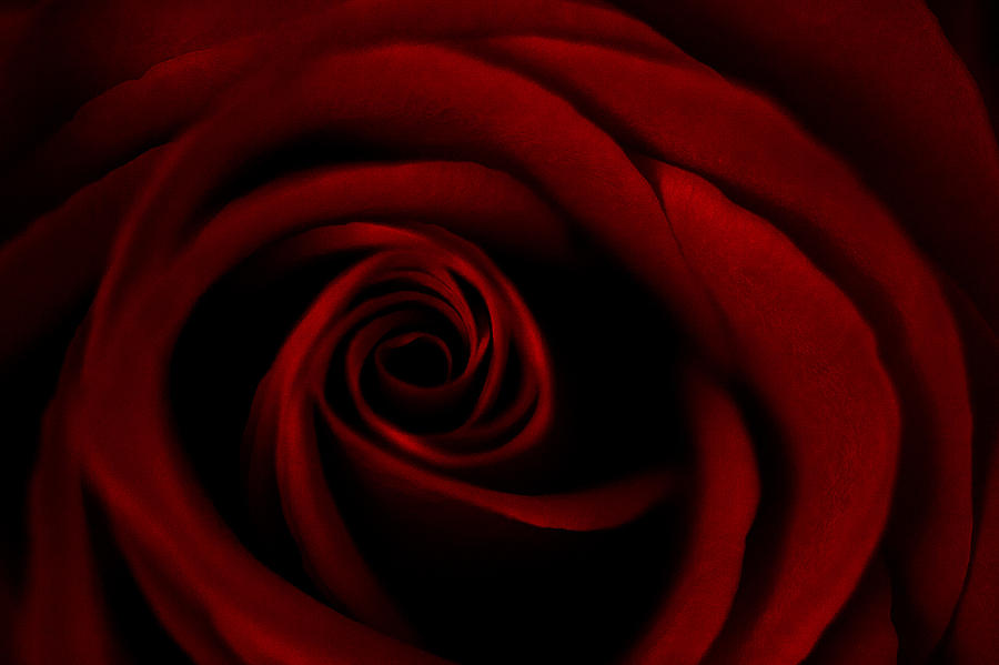 Red Rose Photograph by Dorothy Cunningham