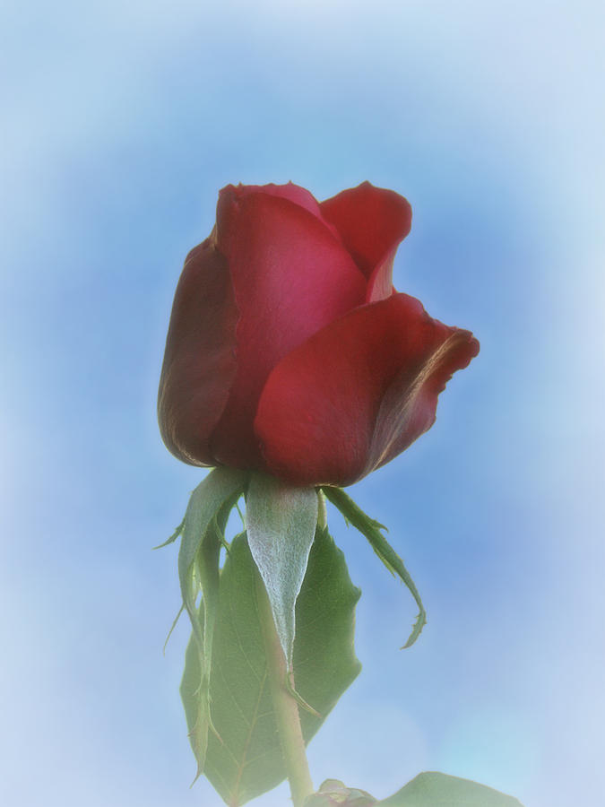Rose Photograph - Red Rose by Ernest Echols