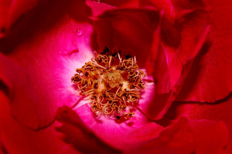 Red Rose Fully Open 2011 Close up Photograph by Robert Morin